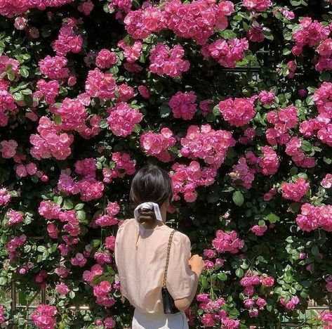 Laptop Wallpaper, Laptop, Flowers, Pink