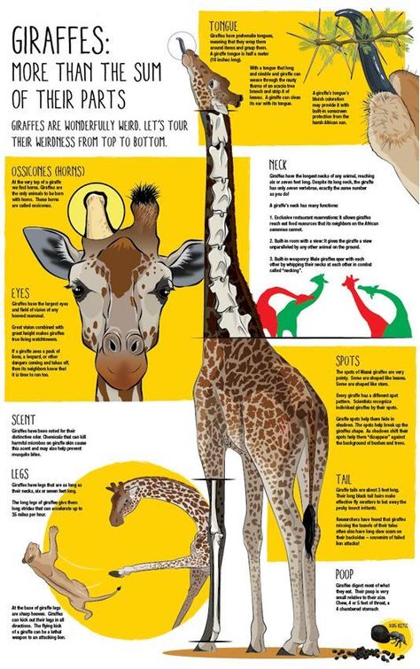 Infographic Art Design, Poster Design Infographic, Zoo Poster Design, Zoo Signage, Zoo Poster, Struktur Teks, Animal Infographic, Interpretive Signage, Scientific Poster