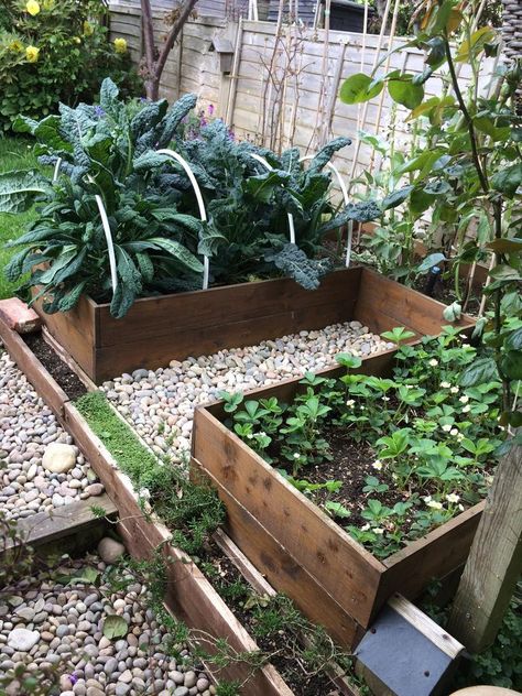 Veg Patch, Cedar Garden, Allotment Gardening, Starting A Vegetable Garden, Garden Vines, Veggie Patch, Cottage Garden Design, Veg Garden, Vegetable Garden Design