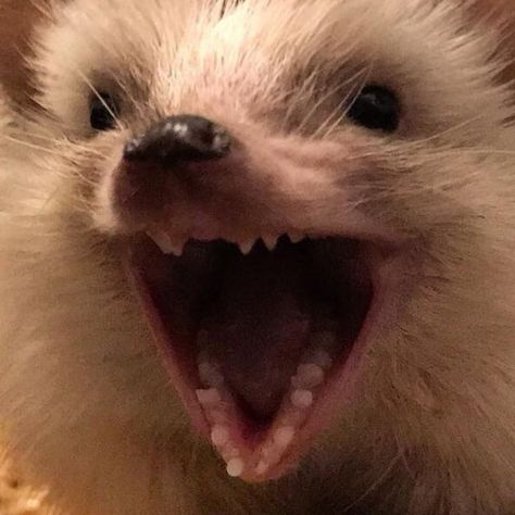 Hedgehog Meme, Cutee Animals, Hedgehog Pet, Crazy Funny Pictures, Cute Hedgehog, Trash Panda, Cute Animals Images, Cute Wild Animals, Silly Pictures