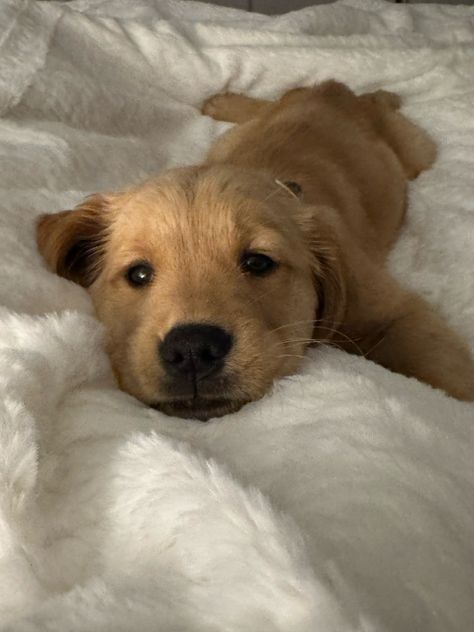 #puppy #goldenretrieverpuppy #cute #adorable #dog #pets #animals #petlife #snuggler #doggy #aesthetic Puppy Asthetics Photos, Big Dogs Cute, Pictures To Take Of Your Dog, Golden Puppy Aesthetic, Vision Board Golden Retriever, Vision Board Puppy, Cute Dogs Big, Cute Doggy Puppies Wallpaper, New Dog Aesthetic