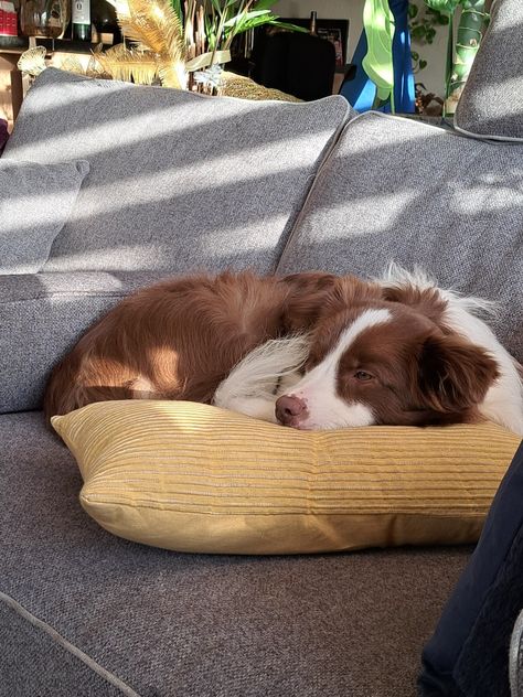 Brown Collie Dog, Collie Dog Aesthetic, Brown Border Collie Puppy, Brown Aussie, Border Collie Aesthetic, Border Collie Brown, Brown Border Collie, Cute Border Collie, Border Collie Puppies