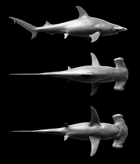 Hammerhead Shark Reference, Smooth Hammerhead Shark, Hammerhead Shark Anatomy, Hammerhead Shark Side View, Hammerhead Shark Photography, Shark Top View, Great Hammerhead Shark, Shark Anatomy, Galapagos Shark