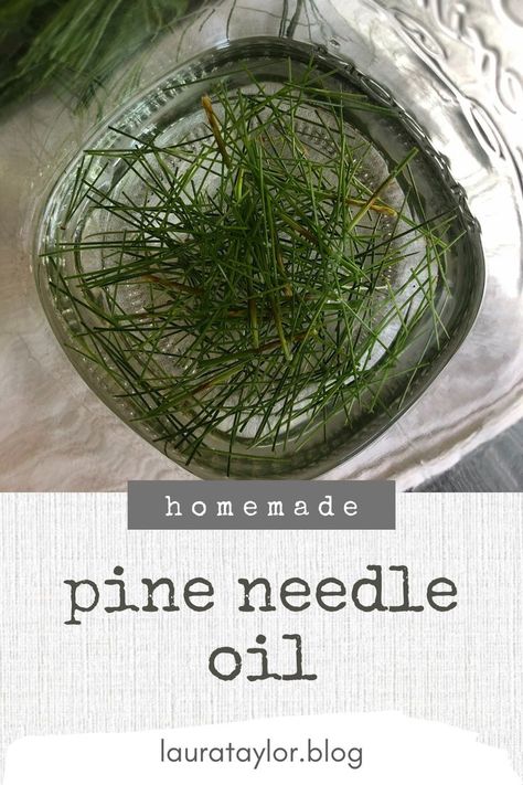 You need three things, and a little bit of know-how to make pine needle oil at home. This recipe is very easy! You can use pine needle oil to make a salve, a roller bottle, or different body care DIYs. So fresh and foresty 🌲 Pine Needle Oil, Pine Needle Essential Oil, Medicinal Wild Plants, Tinctures Recipes, Pine Needle Crafts, Pine Oil, Pine Essential Oil, Salve Recipes, Holistic Health Remedies