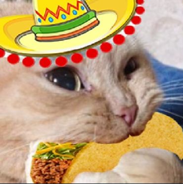 Mexican Cat Pfp, Pinterest Overlay, Mexican Pfp, Funny Mexican Pictures, Mexican Cat, Mexican Pictures, Cat Profile, Taco Cat, Cute Little Kittens