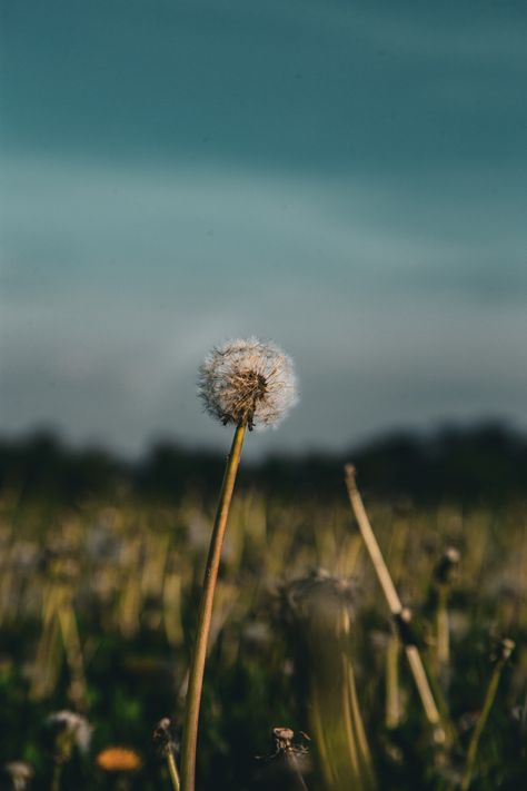 Nature Cinematic Photography, Nature Cinematic, Cinematic Nature, Flowers Photography Wallpaper, Wallpaper Art, Anime Reccomendations, Cinematic Photography, Photography Wallpaper, Light Photography