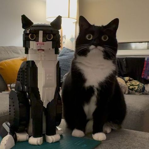 Jyn the Cat on Instagram: "We did NOT realise quite how similar it was going to be 😂

We’re thinking of getting a few black pieces to replace the nose and tip of the tail so it will be TRULY identical! In the meantime, tag @lego so they can see the Tuxedo Cat set come to life! 😁 

#mycatjyn #tuxedocat #catsofinstagram #catstagram #catlover #catlovers #catlife #cats_of_world #cats #instacat #cats_of_instagram #catloversclub #batcat #lego" How Cats See The World, Lego Tuxedo Cat, Cat Lego, Rare Cats, Tuxedo Cats, Tuxedo Cat, White Cats, The Nose, In The Meantime