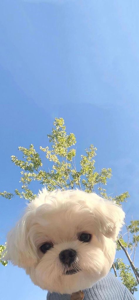 Puppy Lockscreen, Dog Lockscreen Aesthetic, Cute Puppy Wallpaper Iphone, Cute Dogs Wallpaper Aesthetic, Dog Wallpaper Iphone Backgrounds, Dog Background Wallpapers, Dogs Wallpaper Aesthetic, White Dog Wallpaper, Cute Dogs Wallpaper Iphone