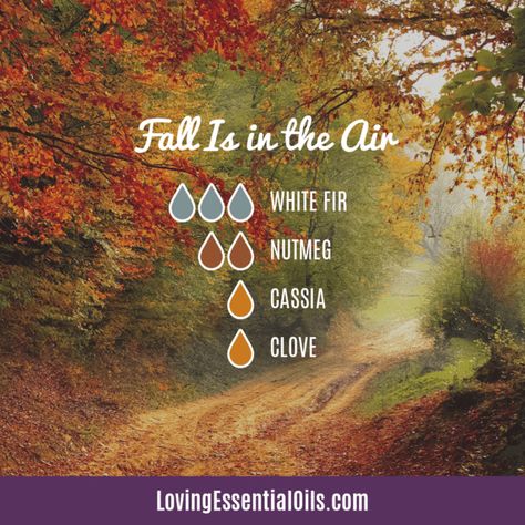 Diffuser Blends with Nutmeg Essential Oil by Loving Essential Oils | Fall is in the Air Diffuser Blend with Silver fir, nutmeg, cassia and clove essential oils! Fall Essential Oils, Essential Oil Diffuser Blends Recipes, Young Living Essential Oils Recipes, Diy Kosmetik, Oil Diffuser Recipes, Yl Essential Oils, Essential Oil Diffuser Recipes, Essential Oil Mixes, Essential Oil Blends Recipes