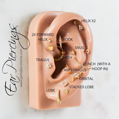 Piercing Jewelry & Earrings on Instagram: “Whats on your piercing list?! 🤔⠀ .⠀ .⠀ .⠀ .⠀ .⠀ .⠀ #spiritadornmentsjewlery #jewelrygoals #piercinggoals #conchpiercing #rookpiercing…” Piercing Diagram, Ear Piercing Diagram, Auricle Piercing, Ear Peircings, Ear Piercings Chart, Piercing Chart, Types Of Ear Piercings, Adornment Jewelry, Cool Ear Piercings