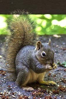 500+ Free Eating Squirrel & Squirrel Images - Pixabay Indoor Squirrel Habitat, Baby Squirrel Care, Squirrel Eating, Secret Squirrel, Squirrel Cage, A Squirrel, Baby Squirrel, Winter Pictures, Rodents