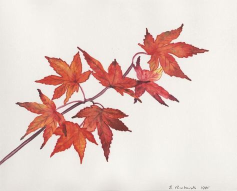 Image result for red maple leaf tattoo Maple Tree Tattoo, Maple Tattoo, Japanese Leaves, Maple Leaf Drawing, Maple Tree Tattoos, Tree Sleeve Tattoo, Tree Branch Tattoo, Tree Drawing Simple, Red Maple Tree