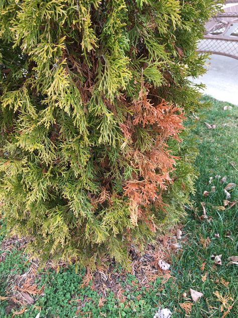 White Cedar Tree, Green Giant Tree, Emerald Arborvitae, Green Giant Arborvitae, Emerald Green Arborvitae, Northern White Cedar, Cedar Tree, Green Giant, White Cedar