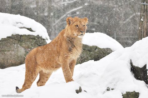 A beautiful young lion in the snowy weather in Sweden Cute Lion Aesthetic, Cute Lions Aesthetic, The Lion In Winter, Snow Lion, Silly Snow Leopard, Cat That Looks Like A Lion, Lion Photography, Cat Anatomy, Lion Images