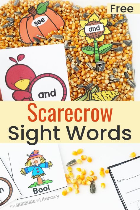 This Scarecrow Sight Word Activity with a sensory bin includes a FREE Printable for Kindergarten and First grades! Makes the perfect fall sensory bin and sight word activity! #scarecrow #sightword #freeprintable #fall #sensorybin #kindergarten #firstgrade Scarecrow Preschool, Scarecrow Activities, November Centers, Tk Classroom, Kindergarten Sensory, Fall Kindergarten Activities, Pumpkins Kindergarten, Sight Word Activity, Fall Sensory Bin