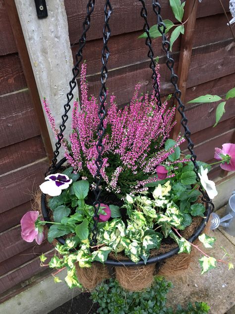 Autumn Winter Hanging Baskets Uk, Autumn Hanging Baskets Ideas, Pansy Hanging Basket, Winter Hanging Basket, Winter Hanging Baskets Uk, Winter Hanging Baskets Outdoor, Winter Basket, Winter Hanging Baskets, Pot Arrangements