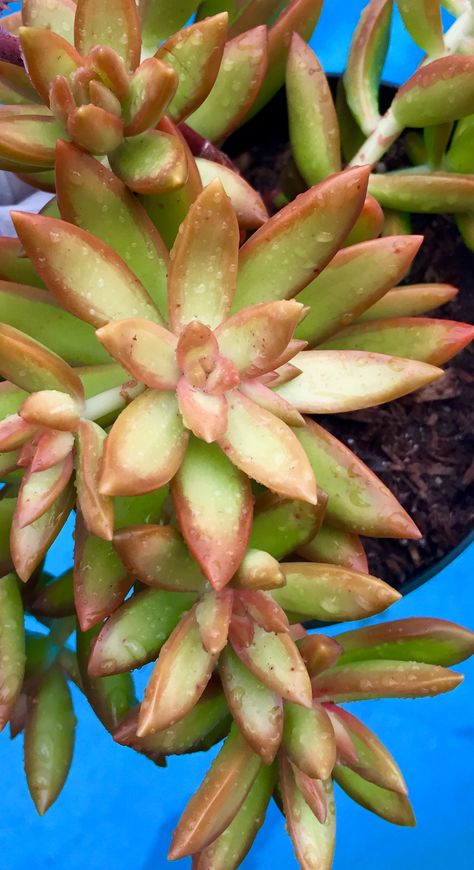 My Adolphii Golden Glow - Golden Sedum 2016 Golden Sedum, Golden Glow, Cactus, Plants