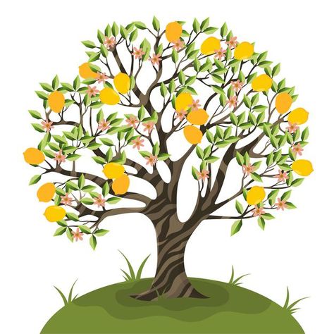 Persimmon Tree, Tangerine Tree, Garden Fruit, Watercolor Pineapple, Branch Vector, Orange Plant, Fruit Vector, Tree Sketches, Citrus Trees