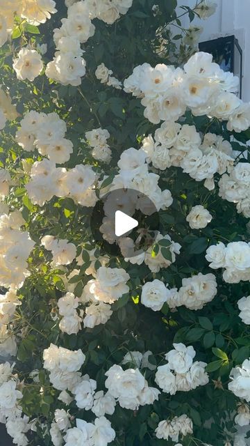 Nicole Salceda on Instagram: "Last night the sun was hitting juuuust right and I had so many questions about these roses! They are climbing iceberg roses and start blooming early May through the summer. You’ll need to prune them during the winter so they keep coming back wild and bushy each year… just how I like them 😂" Iceberg Roses, So Many Questions, Design Board, May 23, Last Night, The Winter, Lake House, Garden Ideas, Climbing