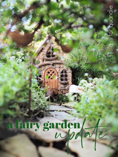 a fairy garden update. – q is for quandie Fairy Garden Bird Bath, Garden Bird Bath, Alberta Spruce, Creeping Thyme, Overwintering, Fairy Gardens, Green Plants, Bird Bath, Fairy Garden