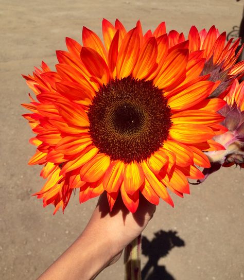 Blood orange sunflowers Red Orange Sunflower Tattoo, Sunflower Orange, Orange Sunflower Tattoo, Pink Sunflowers, Orange Sunflowers, Red Sunflowers, Sunflowers And Daisies, Sunflower Tattoo Design, Rainbow Roses