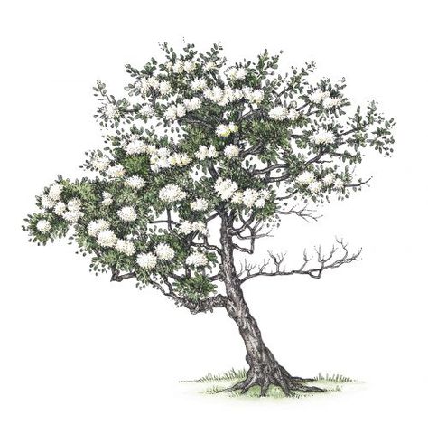 Hawthorn Tree Drawing, Blackthorn Tree Tattoo, Hawthorn Tree Tattoo, Hawthorn Drawing, Blackthorn Tree, Hawthorn Tree, Brochure Layout, Tree Drawing, Tree Tattoo