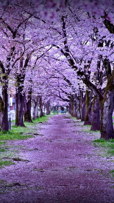 Lavender Nature, Jacaranda Trees, Jacaranda Tree, Wisteria Tree, World Most Beautiful Place, Pretty Trees, Beautiful Flowers Wallpapers, Beautiful Landscape Wallpaper, Kindle Paperwhite