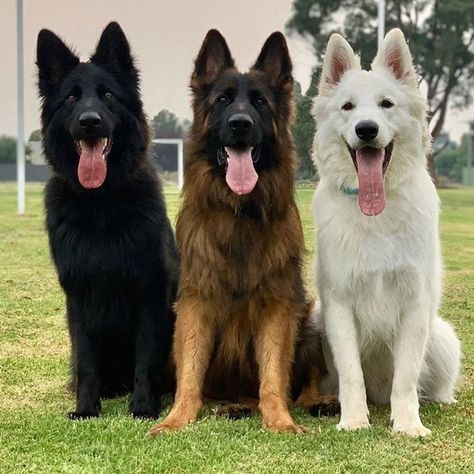 German Shepherd Photography, German Sheperd Dogs, Big Dog Breeds, Dog German, Pretty Dogs, Cute Dogs And Puppies, Shepherd Puppies, German Shepherd Puppies, Cute Cats And Dogs