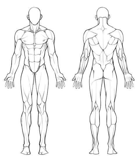 Male Anatomy Reference Front View, Male Body Back Drawing, Man Anatomy Back, Drawing Men Anatomy, Muscle Body Reference Drawing, Men Back Reference Drawing, Muscular Man Art Reference, Muscular Male Body Reference, Human Anatomy Drawing Sketches