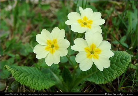 Fungi Reference, Primula Vulgaris, Year Book, Book Ideas, Renewable Energy, The Search, Trees To Plant, Search Engine, Jade