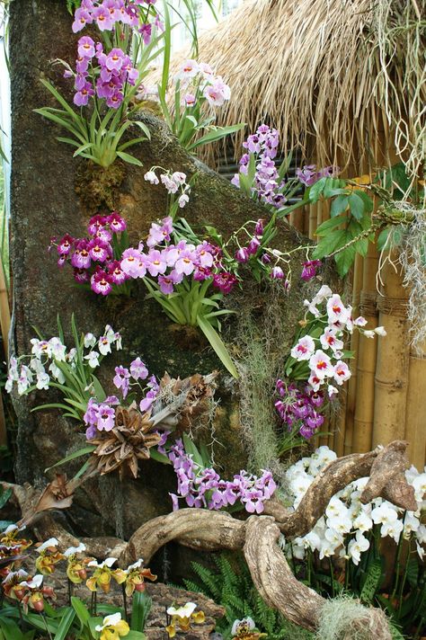 Miltoniopsis | Karl Gercens | Flickr Orchid Garden Ideas, Orchid House, Orchid Planters, Tropical Garden Design, Orchid Garden, Growing Orchids, Orchids Garden, Flower Garden Design, Orchid Arrangements