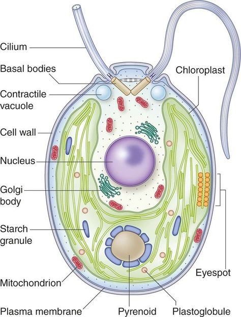 Biology Plants, Science Chart, Plant Physiology, Study Chemistry, Plasma Membrane, Cell Model, Natural Philosophy, Aquatic Ecosystem, Cell Biology