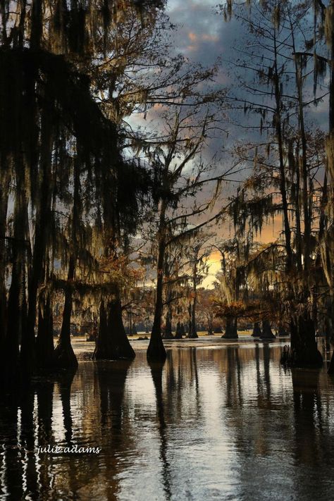 I grew up in Louisiana | A Julie Adams picture of Caddo Lake Caddo Lake, Julie Adams, Louisiana, Growing Up, Lake