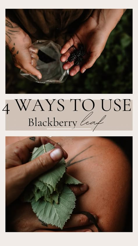 Everyone is familiar with the healing abilities of the Redrasberry leaf, but less common is the powerhouse of its cousin the Blackberry leaf. Read on to find out how to heal your body with the colon wild BlackBerry. Blackberry Leaves For Tea, Blackberry Leaves Benefits, Blackberry Leaf Benefits, Blackberry Leaf Tea, Raspberry Leaf Tincture, Dark Botanical Aesthetic, Blackberry Leaf, Blackberry Leaves, Wild Blackberries