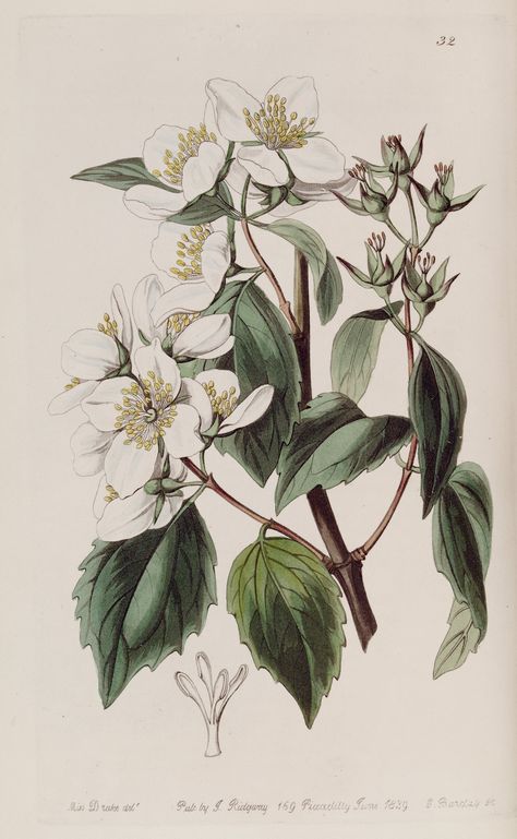 Wild Mock-orange - Philadelphus lewisii - circa 1839 Botanic Prints, Botanical Printables, Sarah Ann, Mock Orange, Vintage Botanical Prints, Botanical Illustrations, Botanical Painting, Scientific Illustration, Botanical Drawings