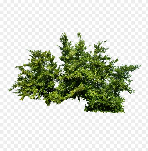 Vegetation Png, Bushes Png, Green Bushes, Background Png Images, Coastal Landscaping, Bush Garden, Fruit Bushes, Bush Plant, Tree Textures