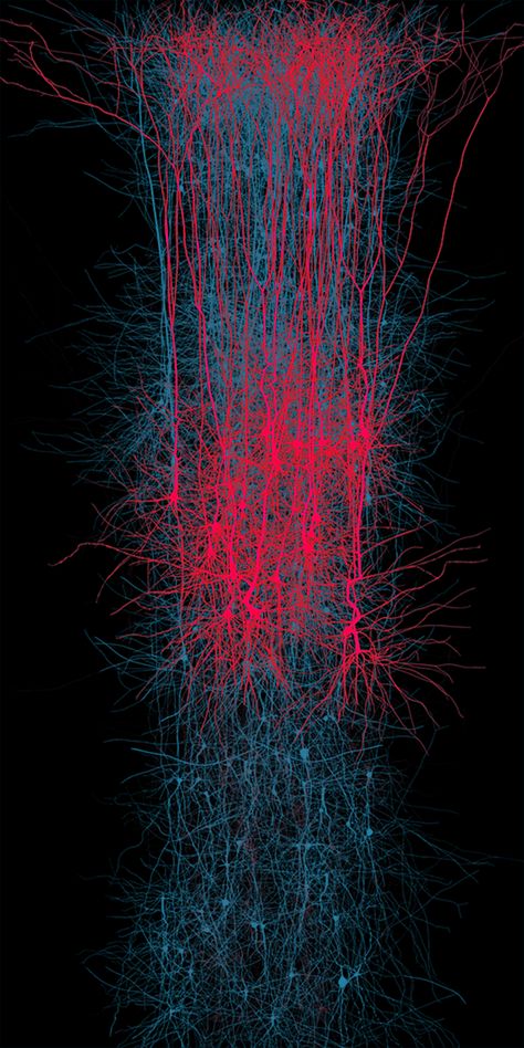 An in silico network of thick-tufted layer 5 pyramidal cells in a digital reconstruction of brain's neocortical microcircuitry. Gallery | EPFL Futuristic Line Art, Brain Project, Microscopic Cells, Fluorescence Microscopy, Neuroscience Art, Microscopic Photography, Heat Map, Biomedical Science, Bio Art