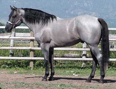 Snips Silver Legacy. Love the silver! Grulla Horse, Quarter Horse Stallion, Gorgeous Horses, Wilde Westen, Blue Roan, Quarter Horses, American Quarter Horse, Most Beautiful Animals, Majestic Horse