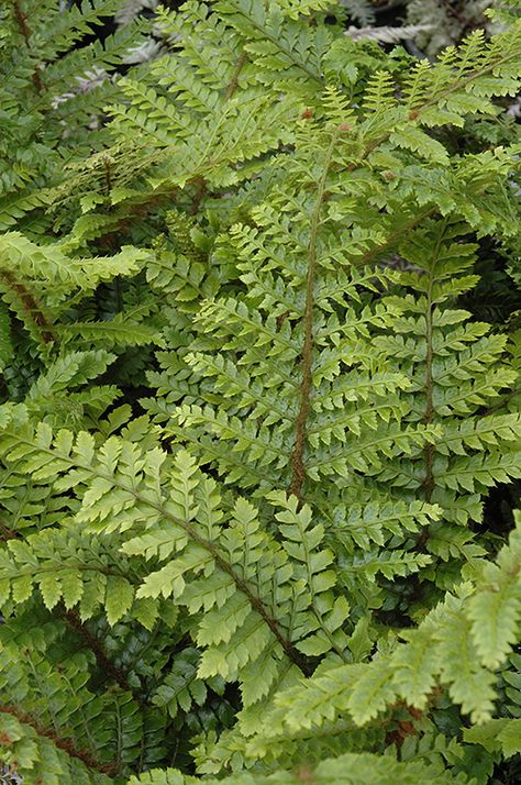 Click to view full-size photo of Japanese Tassel Fern (Polystichum polyblepharum) at GardenWorks Polystichum Polyblepharum, Japanese Tassel, Tropical Planting, Tassel Fern, Fern Images, Evergreen Ferns, Wood Fern, Woodland Gardens, Ferns Garden