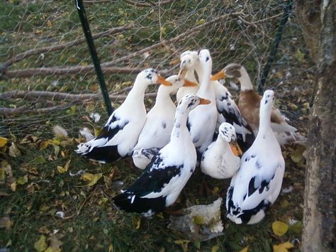 Duck Hatching, Ancona Ducks, Forestry Equipment, Hatching Eggs, Saxony, Magpie, Garden And Yard, Farm Life, Ducks