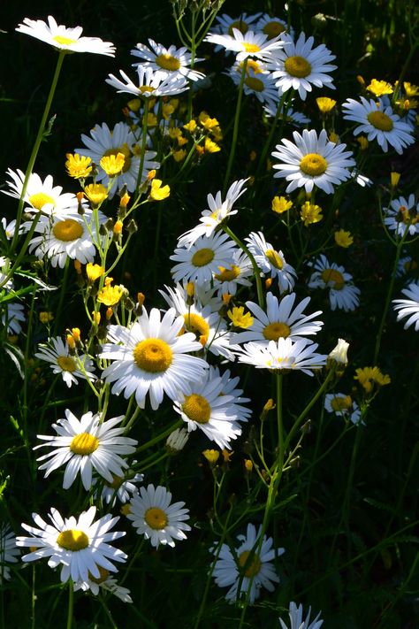 Pinned wrote: Wild flowers on the Gunflint Trail, Minnesota Minnesota Wildflowers Tattoo, Minnesota Flowers, Minnesota Wildflowers, Montana Wildflowers, Minnesota Garden, Minnesota Nature, Kindness Lessons, Ink Flowers, E Flowers