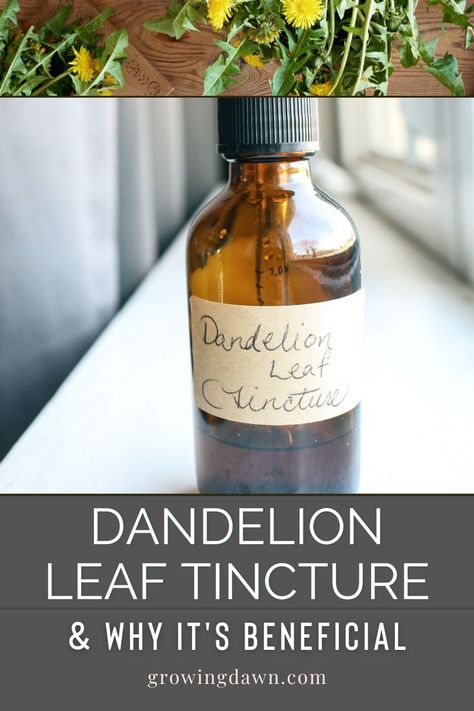 Dandelion leaves are nourishing in the sense that they contain high amounts of vitamins A, B, and C. They are also a good source of calcium, phosphorus, and iron. Consuming them can aid in detoxifying the body. Learn how to make tincture along with other ways to enjoy the benefits of dandelion leaf! Dandelion Tincture, Medicinal Herbs Remedies, Dandelion Leaf, Herb Tinctures, Dandelion Benefits, Tinctures Recipes, Herbal Medicine Recipes, Medicinal Herbs Garden, Dandelion Leaves