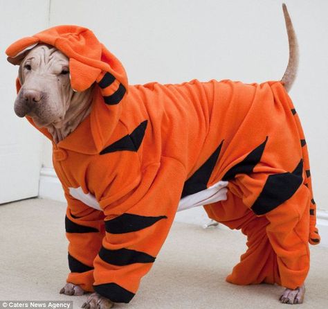 Tiger Onesie, Dog Onesie, Dog Tracker, Shar Pei Dog, Poor Dog, Foster Mom, Dog Halloween Costumes, Shar Pei, Skin Condition