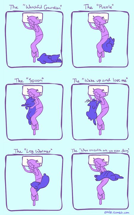 So true! Dog Sleeping Positions, Sleeping Positions, Sleeping Dogs, Baby Dogs, Dog Care, 귀여운 동물, Care Routine, I Love Dogs, Dog Life