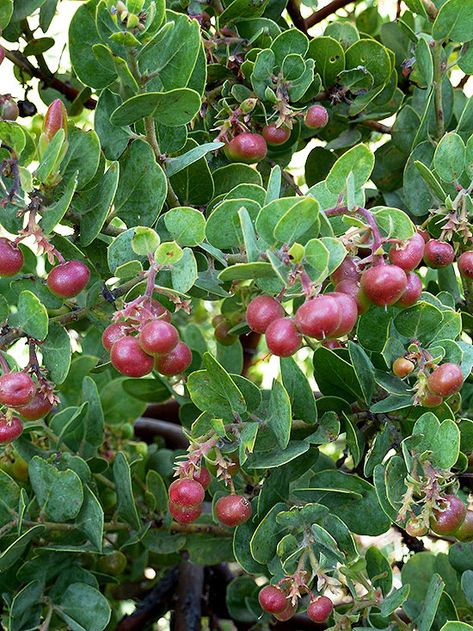 Manzanita Florida Flowers, Manzanita Tree, Landscape Flowers, Gardens Ideas, Gardening Zones, Landscape Plants, How To Attract Birds, Tall Plants, Garden Trees