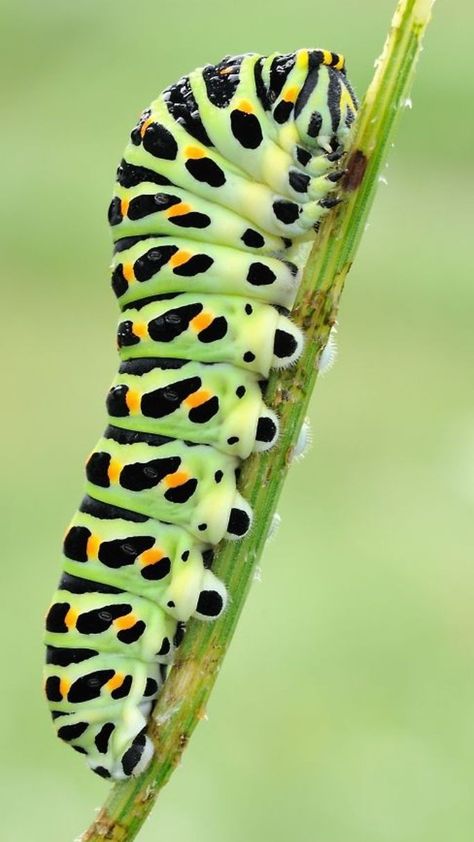 Weird Insects, Foto Macro, Curious Creatures, Beautiful Bugs, Butterfly Drawing, Creepy Crawlies, Bugs And Insects, Woodland Creatures, Natural Forms