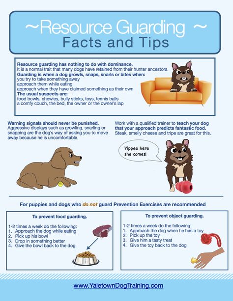 Lacrosse Training, Puppy Schedule, Dog Bad, Dog Posters, Dog 101, Dog Growling, New Puppy Checklist, Puppy Obedience Training, Puppies Tips