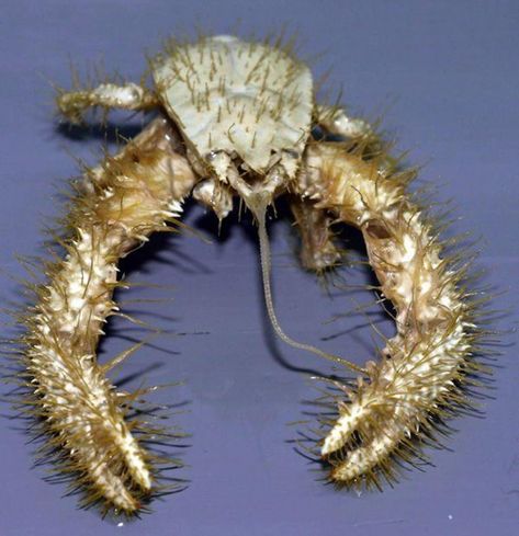 Point Nemo Is One Of The Most Fascinating & Inaccessible Spots On Earth Yeti Crab, Maned Wolf, Small Deer, Deep Sea Creatures, List Of Animals, Deep Sea Fishing, Crustaceans, Like Animals, Ocean Creatures