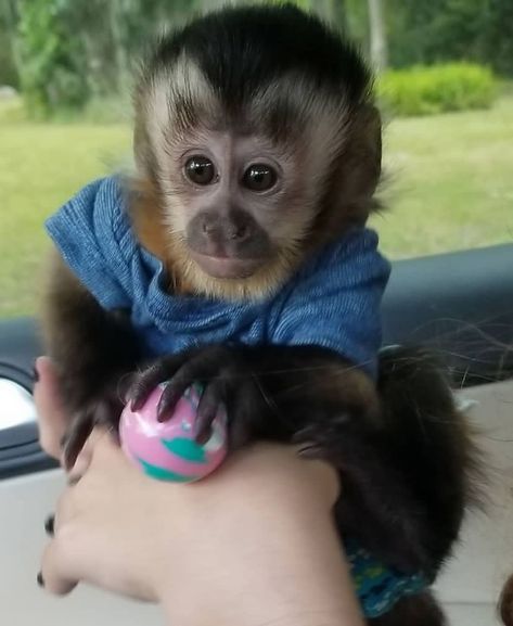 Monkey Breeds, Monkeys For Sale, Marmoset Monkey, Capuchin Monkey, Animal Adoption, Pet Monkey, Health Care Services, A Monkey, Baby Monkey