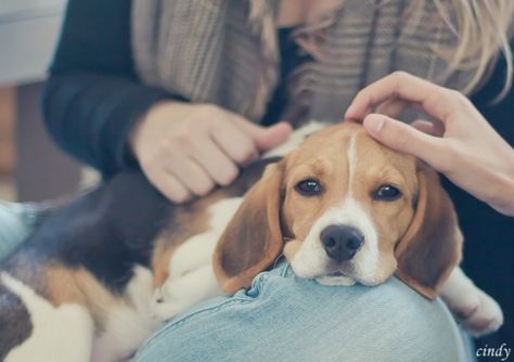 Baby Beagle, Pocket Beagle, Cute Beagles, Therapy Animals, Beagle Puppy, Beagle Dog, Puppy Eyes, Popular Dog, Training Your Dog